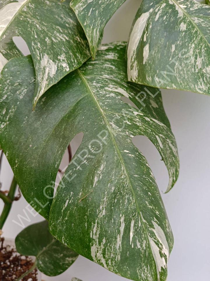 Monstera deliciosa variegata albo