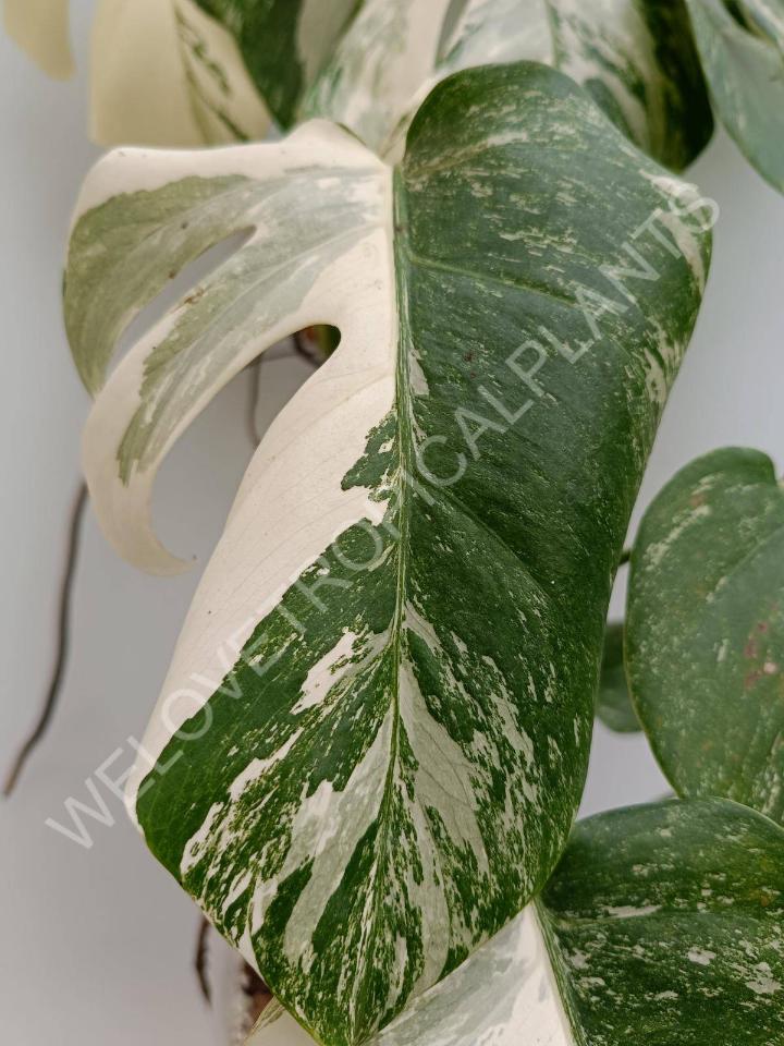 Monstera deliciosa variegata albo