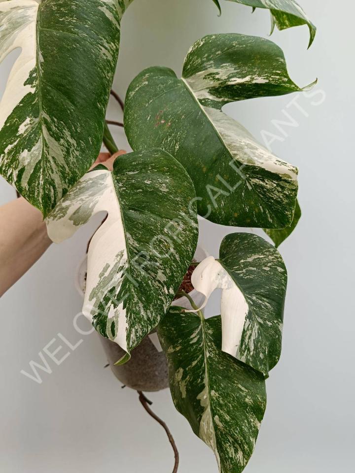 Monstera deliciosa variegata albo