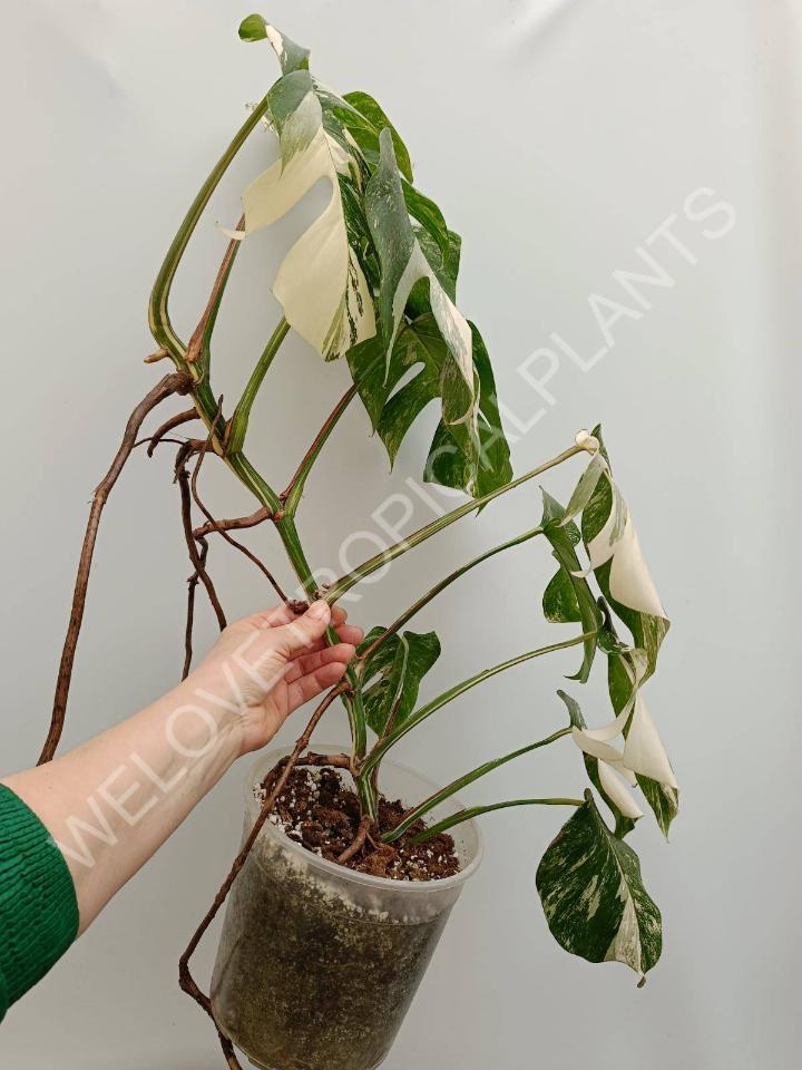 Monstera deliciosa variegata albo