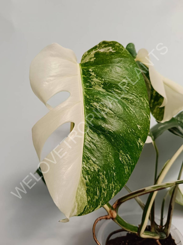 Monstera variegata albo