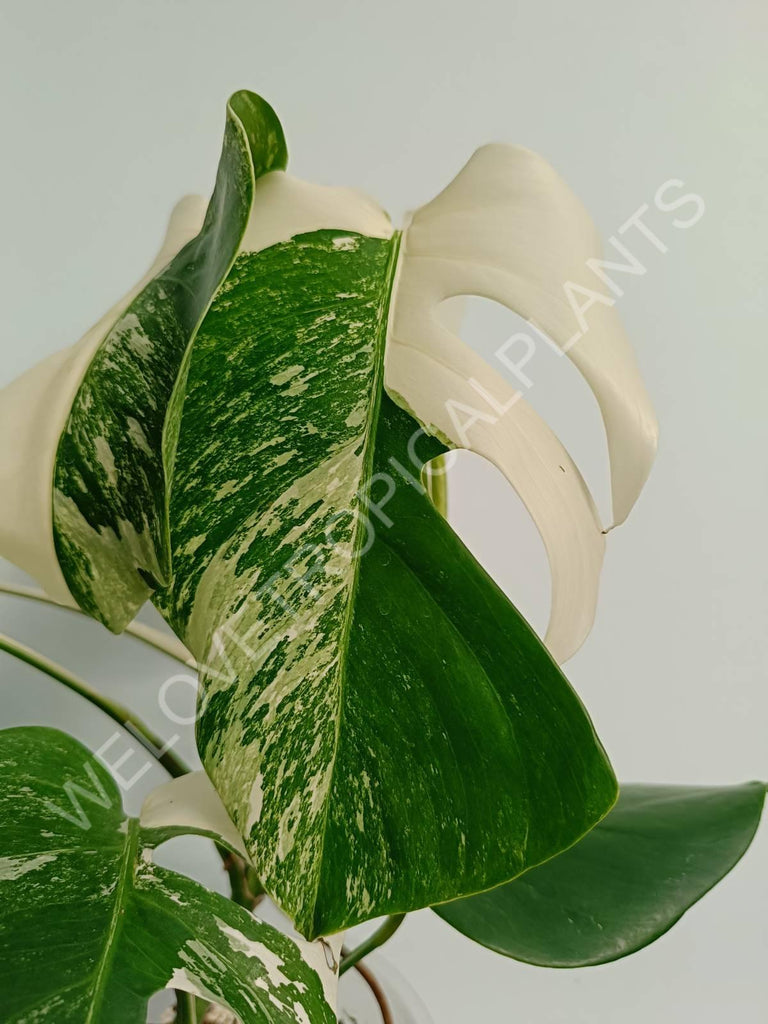 Monstera variegata albo