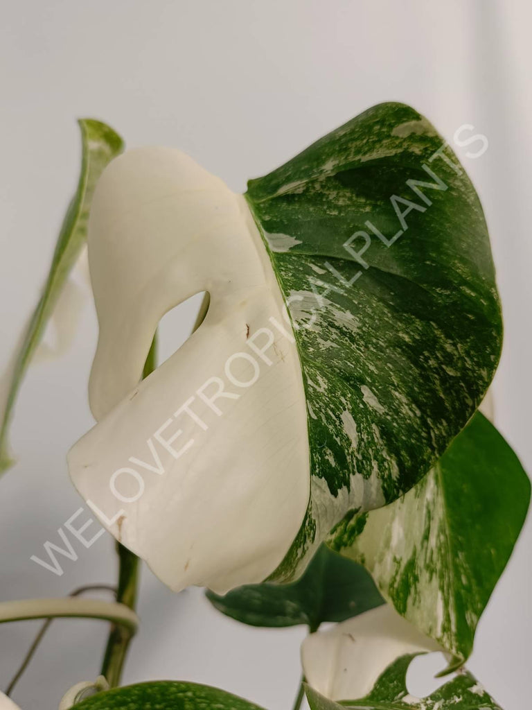 Monstera variegata albo