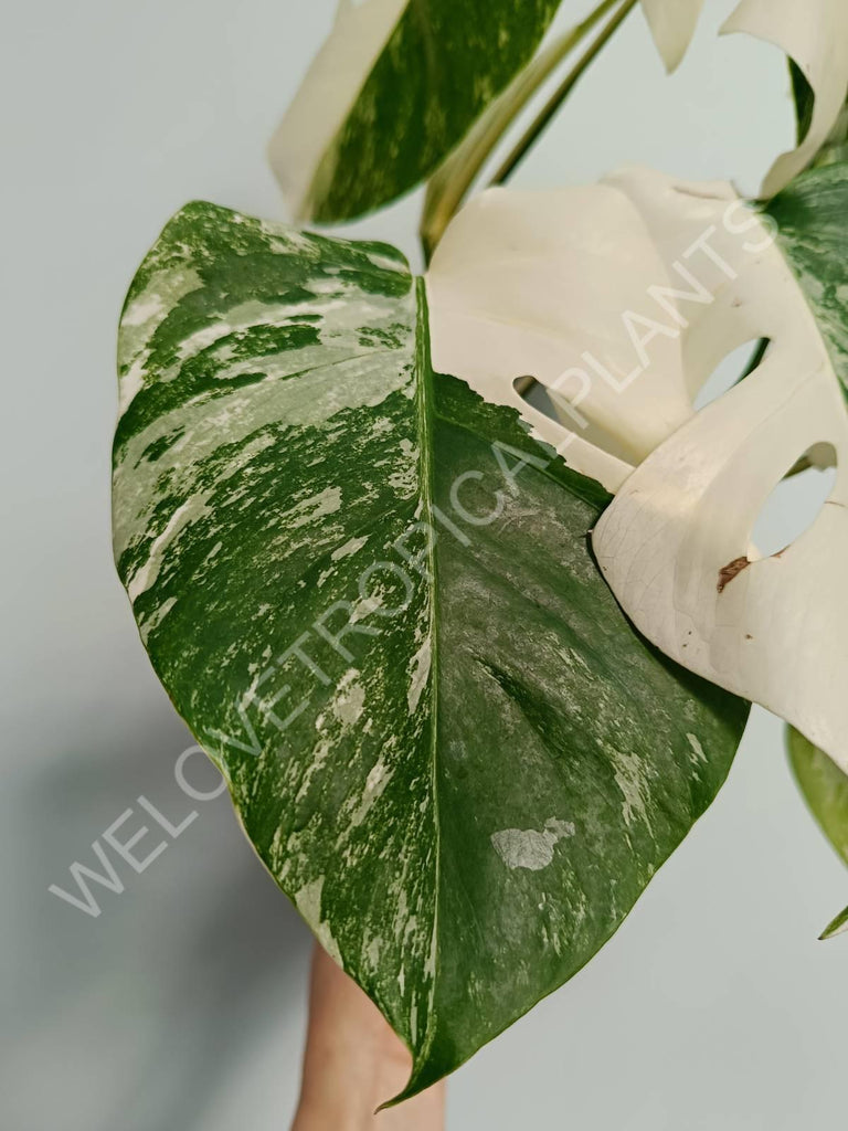 Monstera variegata albo