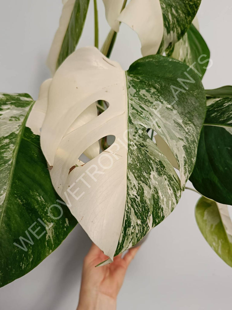 Monstera variegata albo