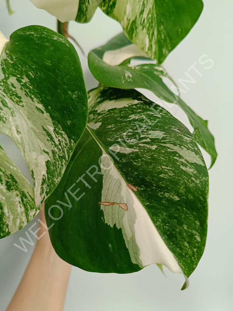 Monstera variegata albo