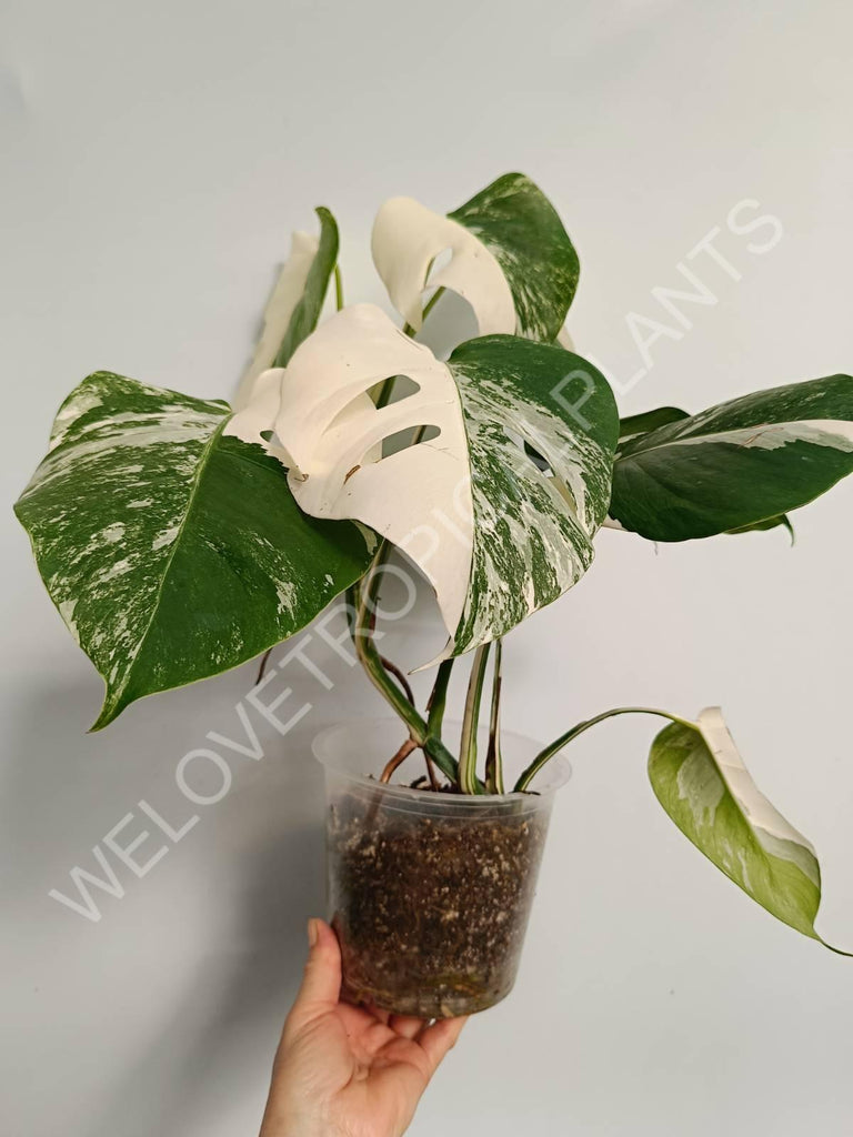 Monstera variegata albo