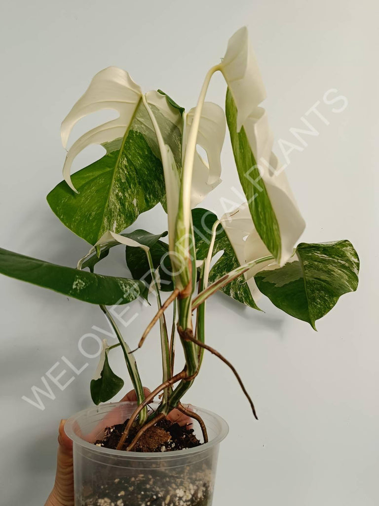 Monstera variegata albo