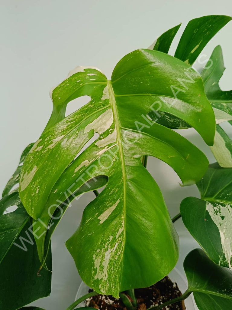 Monstera variegata albo