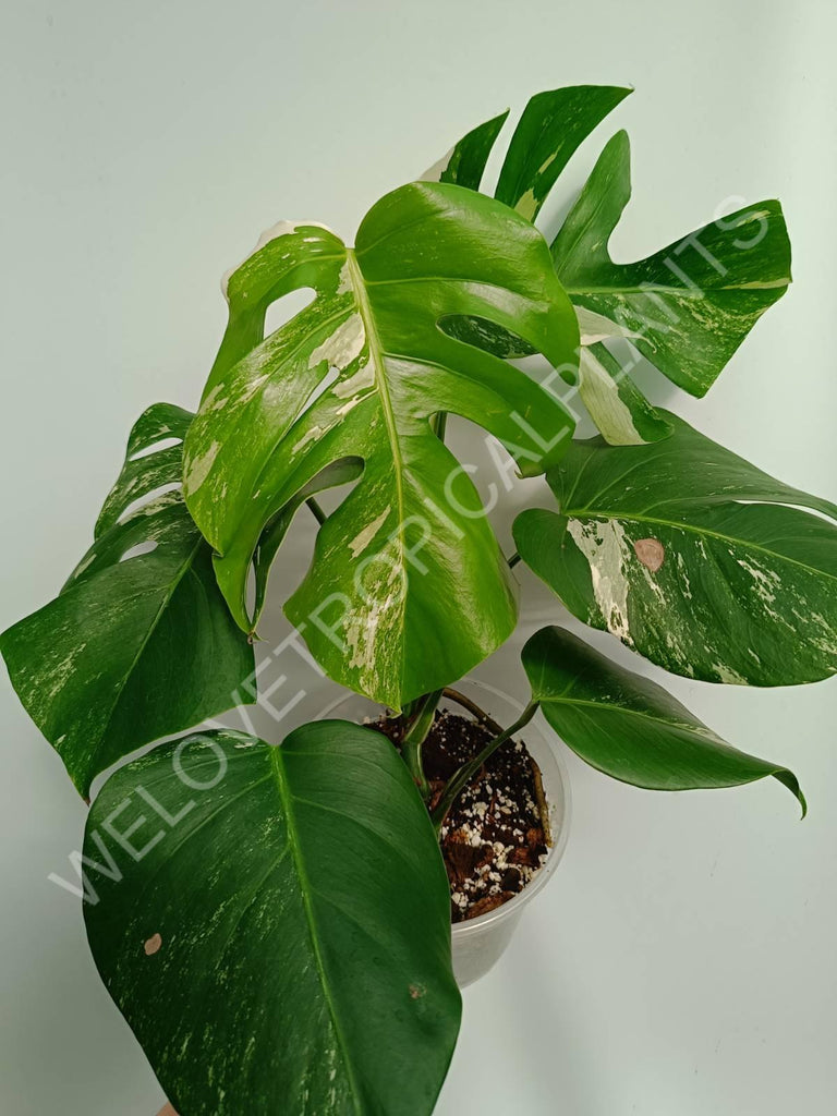 Monstera variegata albo