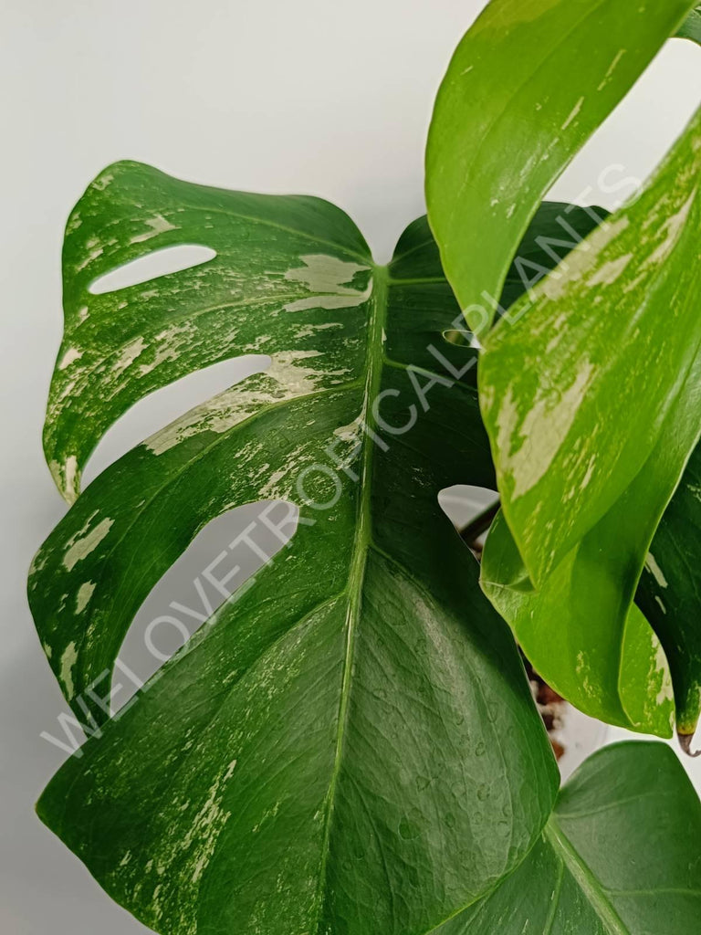 Monstera variegata albo