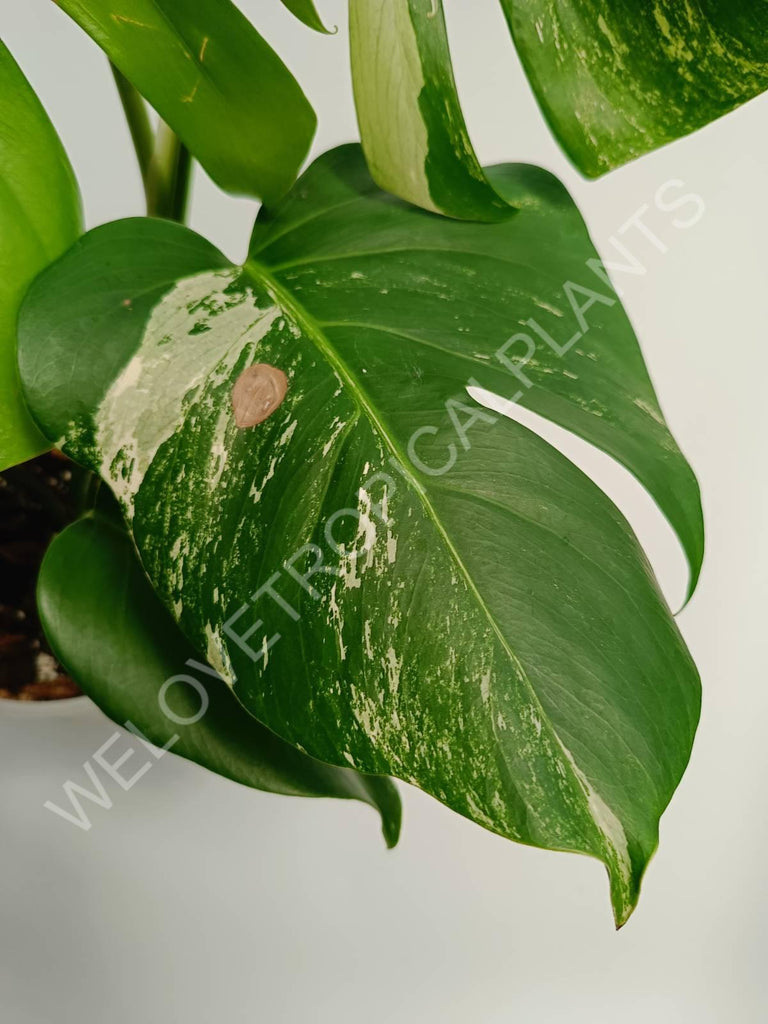 Monstera variegata albo