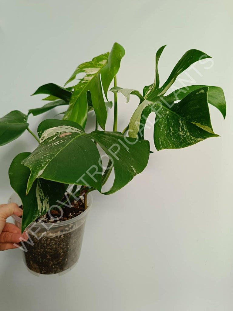 Monstera variegata albo