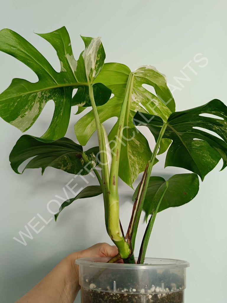 Monstera variegata albo