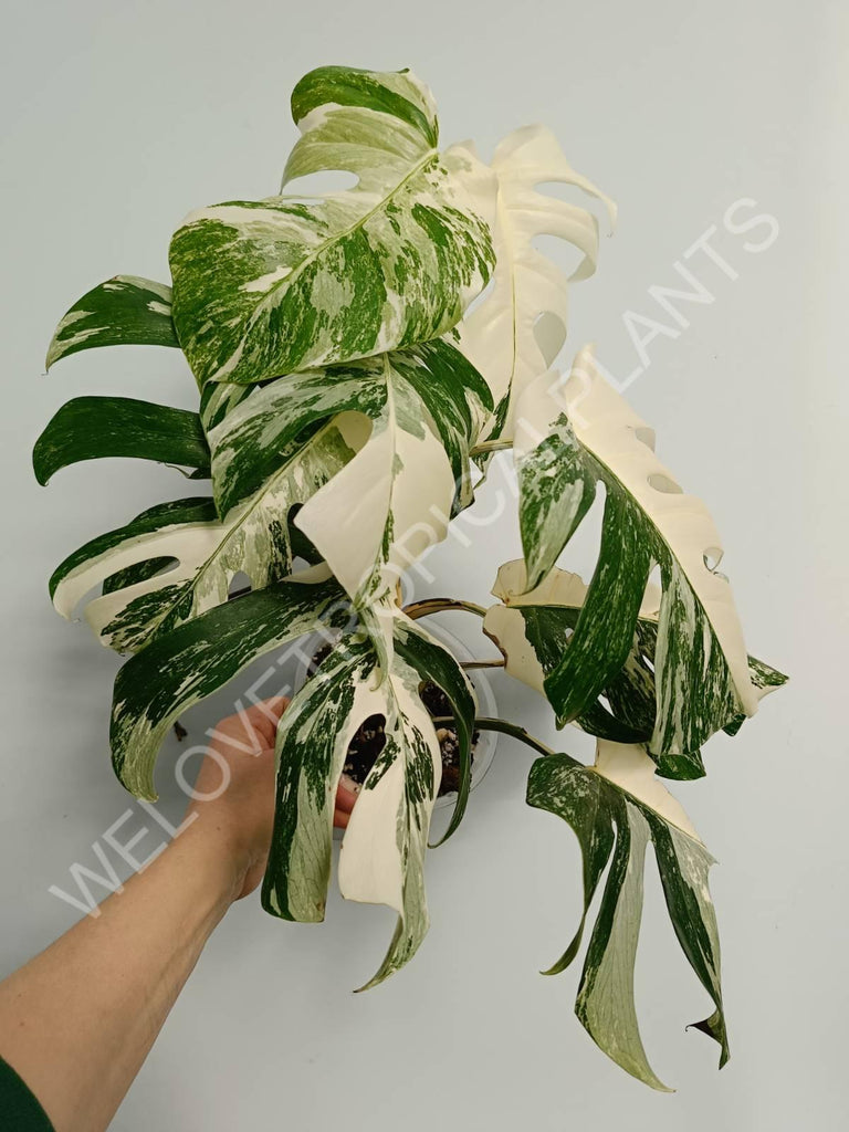 Monstera variegata albo