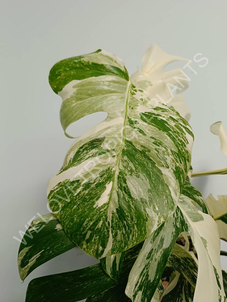 Monstera variegata albo