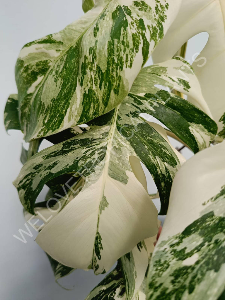 Monstera variegata albo