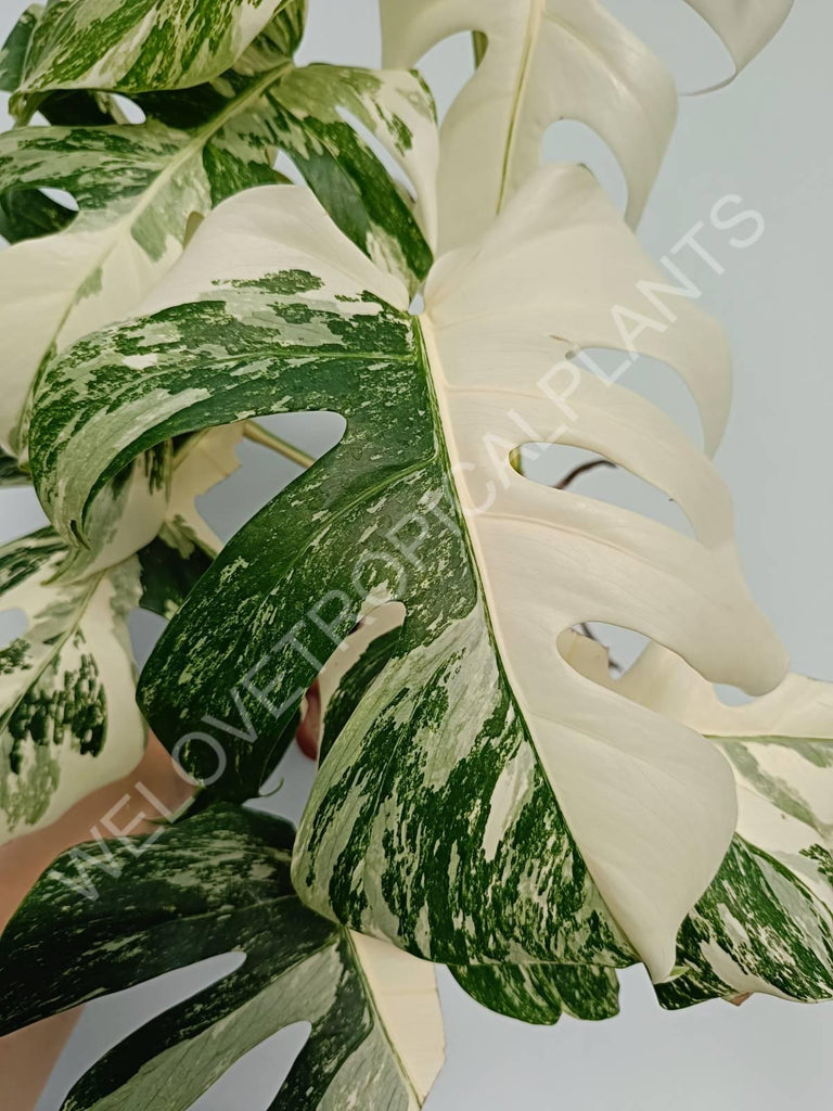 Monstera variegata albo