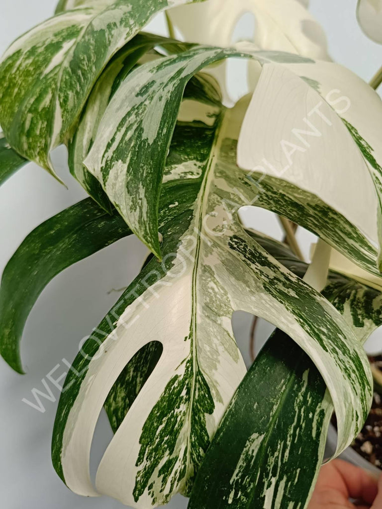 Monstera variegata albo