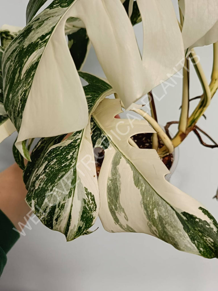 Monstera variegata albo