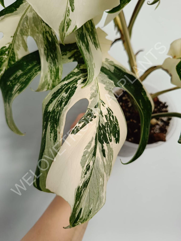 Monstera variegata albo