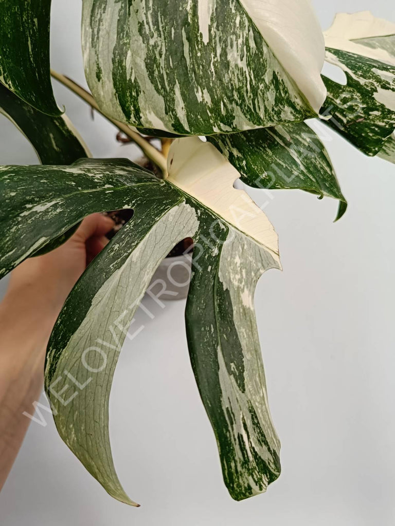 Monstera variegata albo