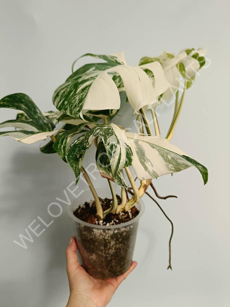 Monstera variegata albo