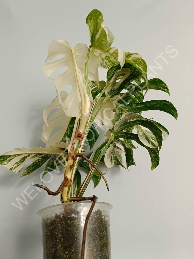 Monstera variegata albo