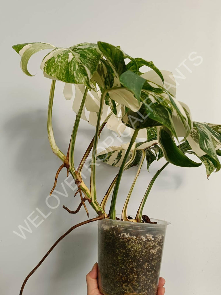 Monstera variegata albo