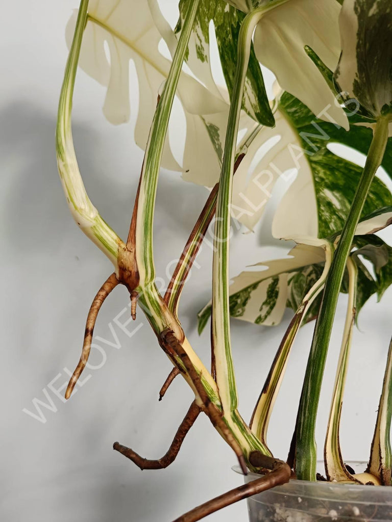 Monstera variegata albo