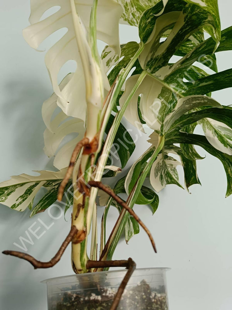 Monstera variegata albo