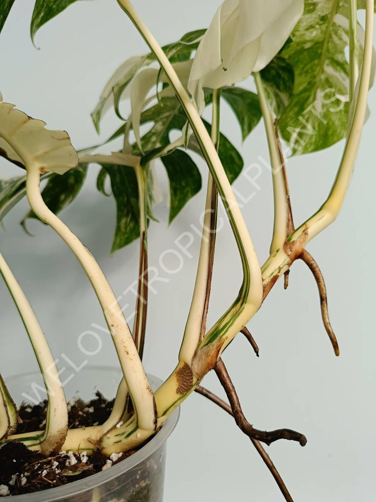 Monstera variegata albo