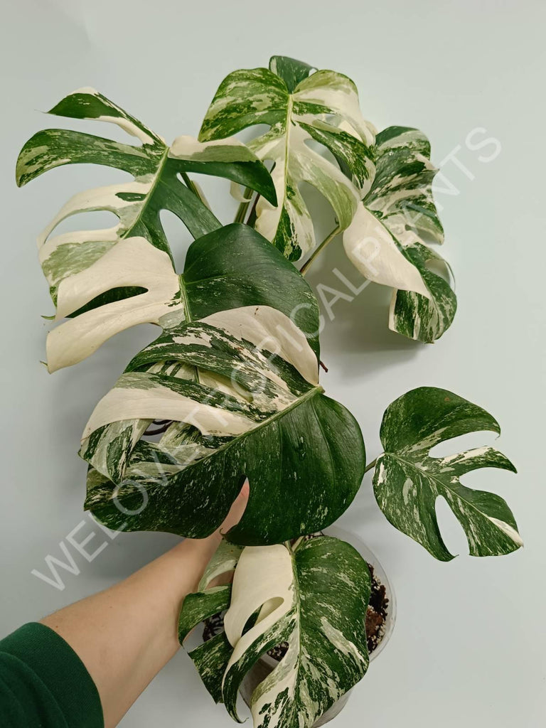 Monstera variegata albo