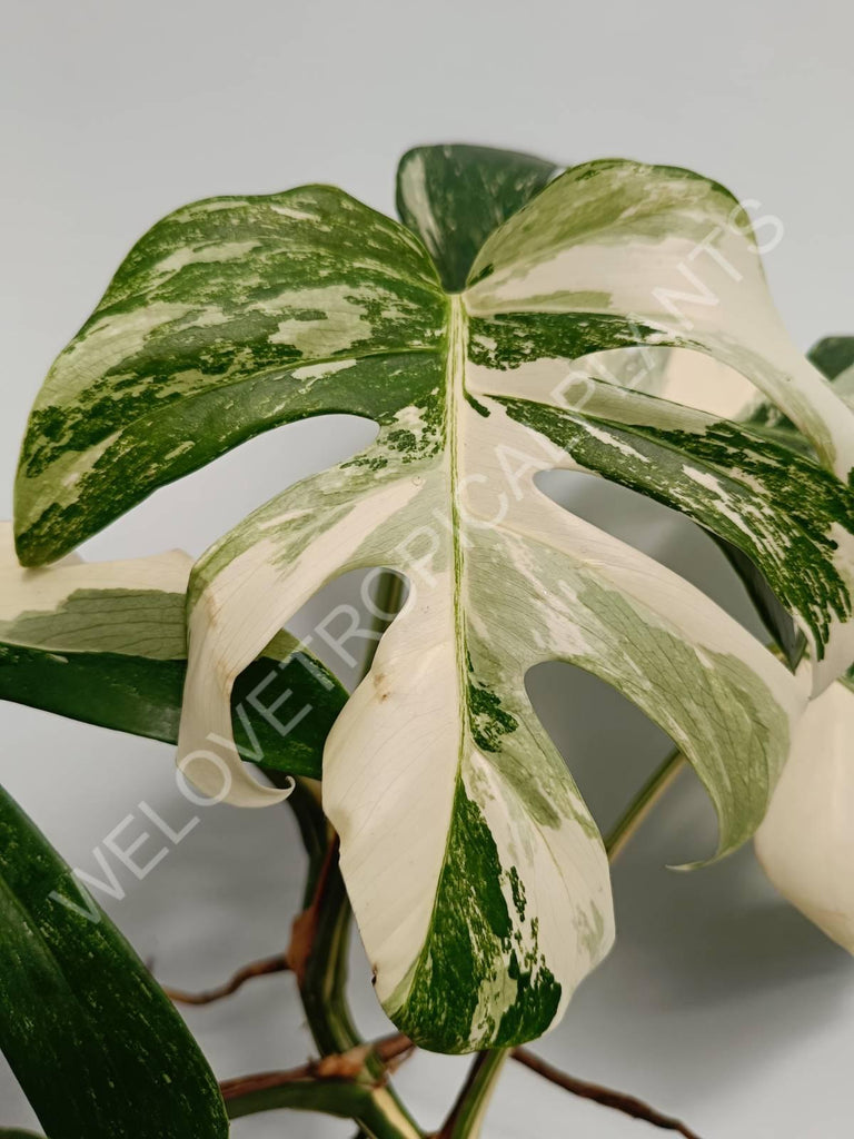 Monstera variegata albo