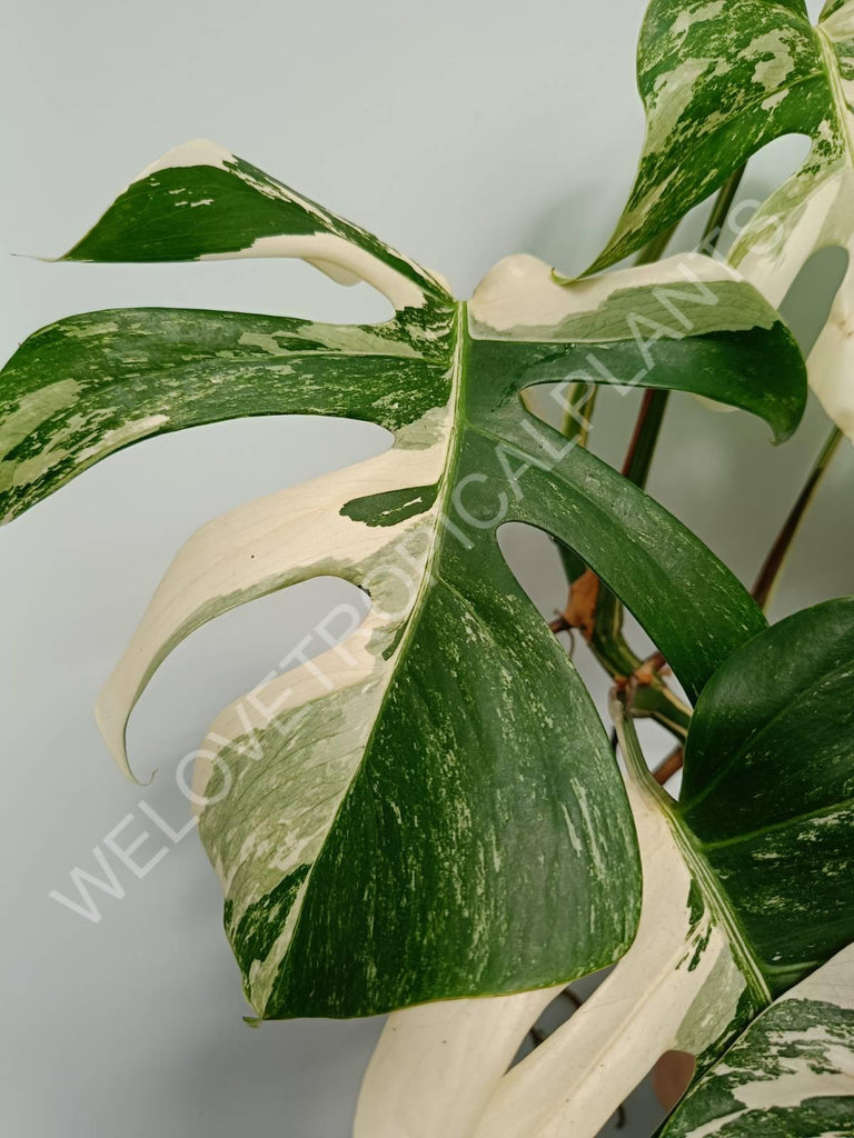 Monstera variegata albo