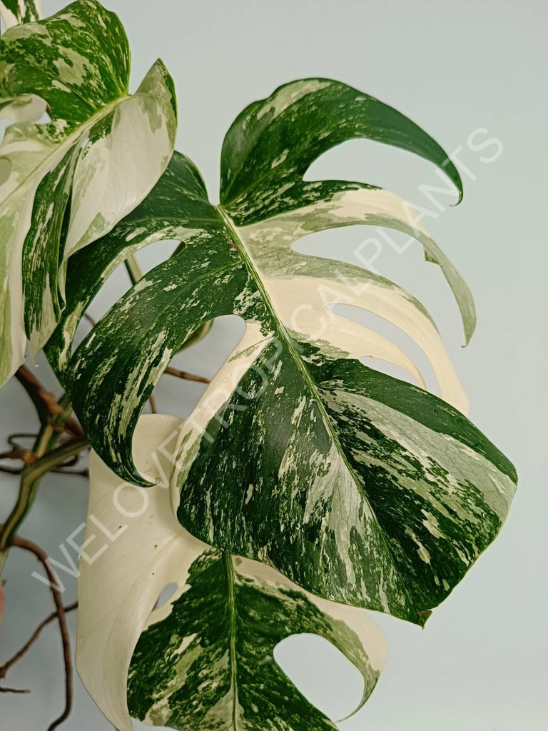 Monstera variegata albo