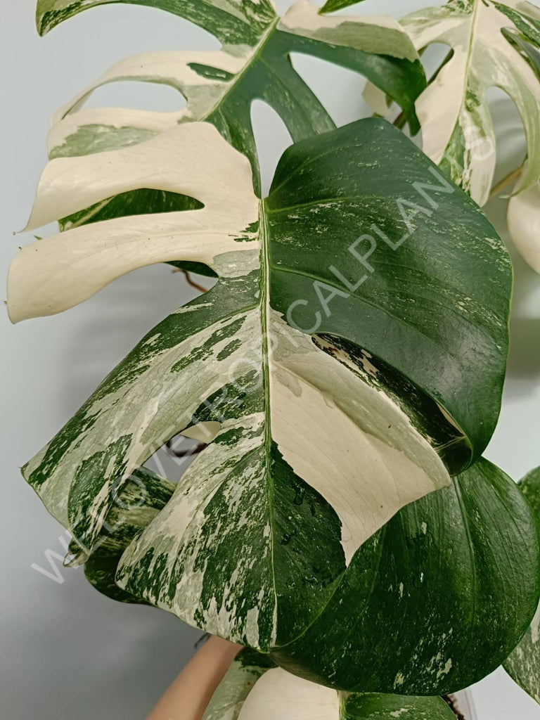 Monstera variegata albo