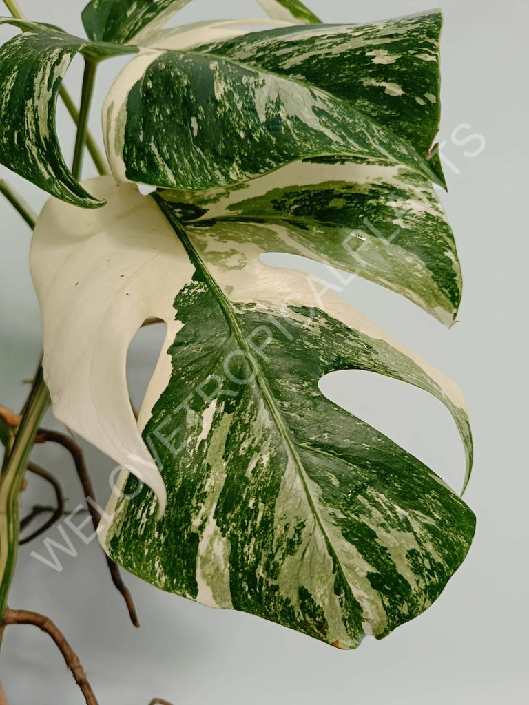 Monstera variegata albo