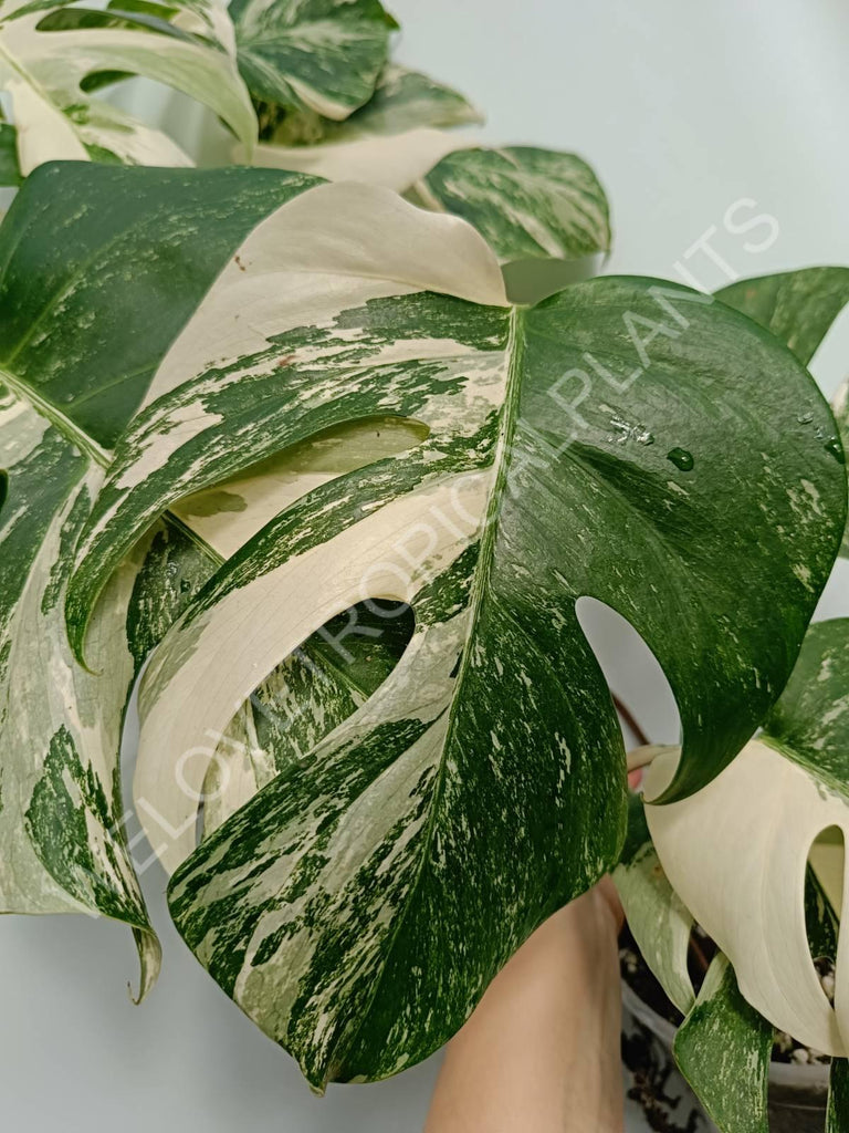 Monstera variegata albo