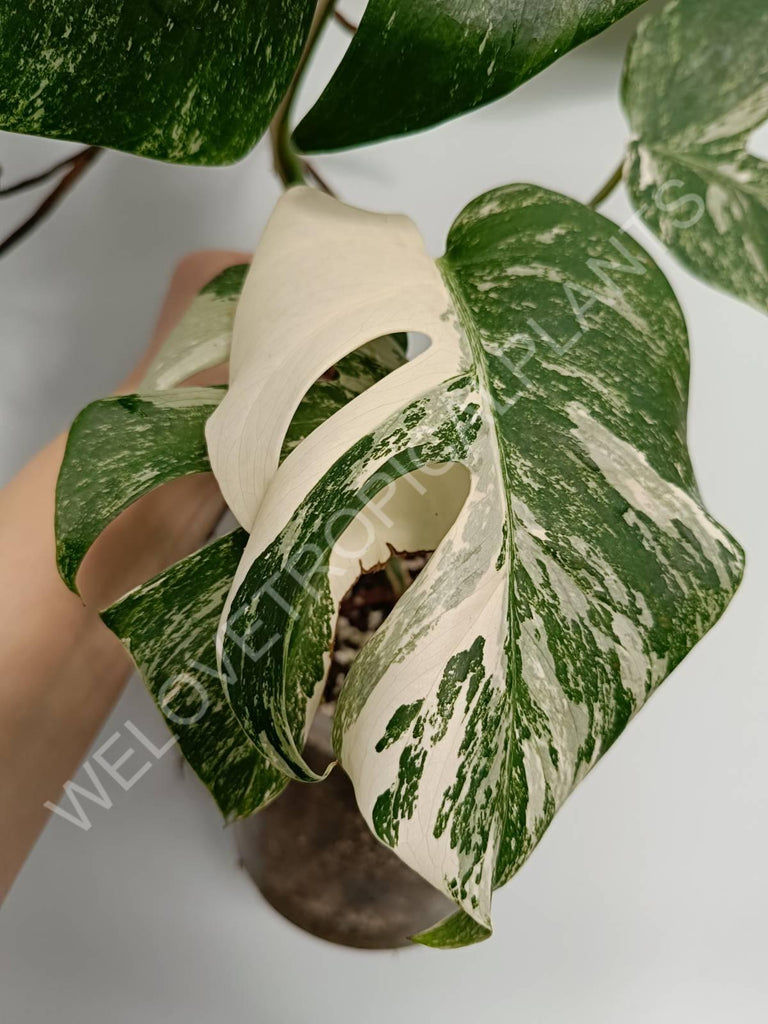 Monstera variegata albo