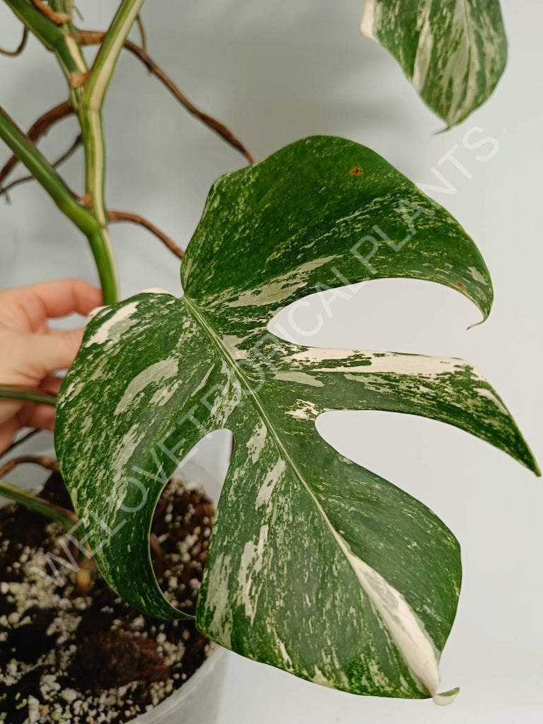 Monstera variegata albo