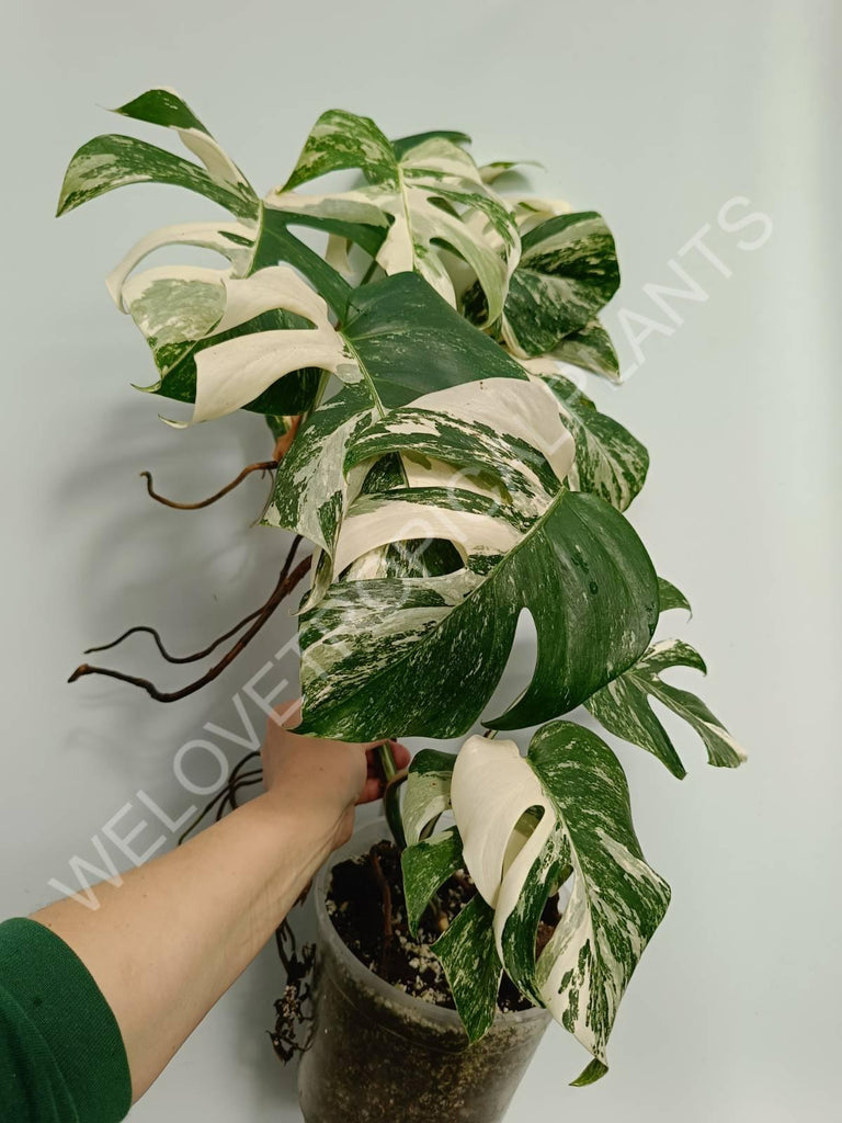 Monstera variegata albo