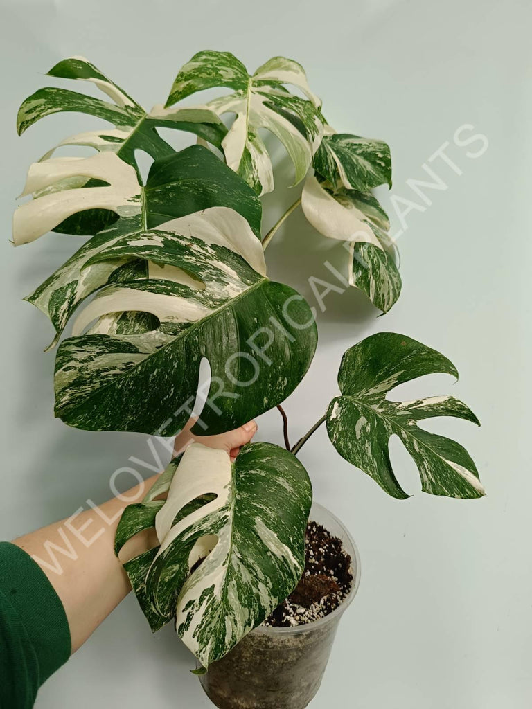 Monstera variegata albo