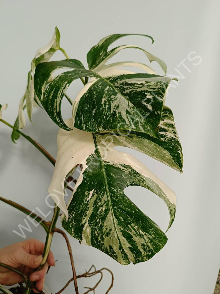 Monstera variegata albo