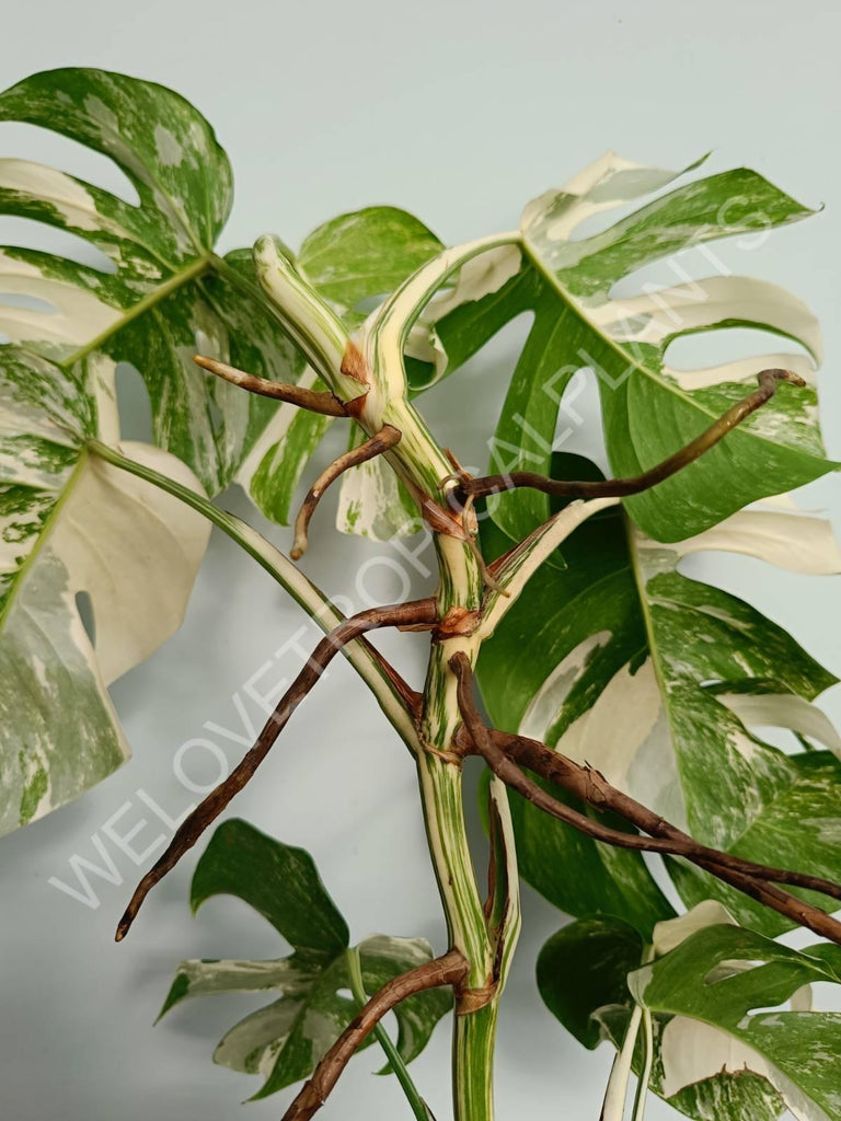 Monstera variegata albo