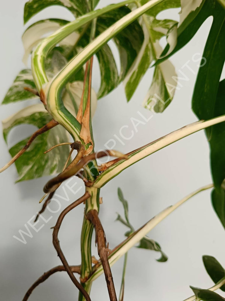 Monstera variegata albo