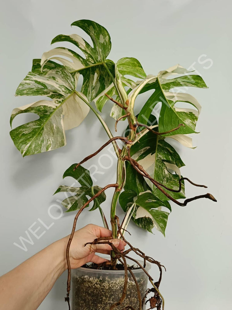 Monstera variegata albo