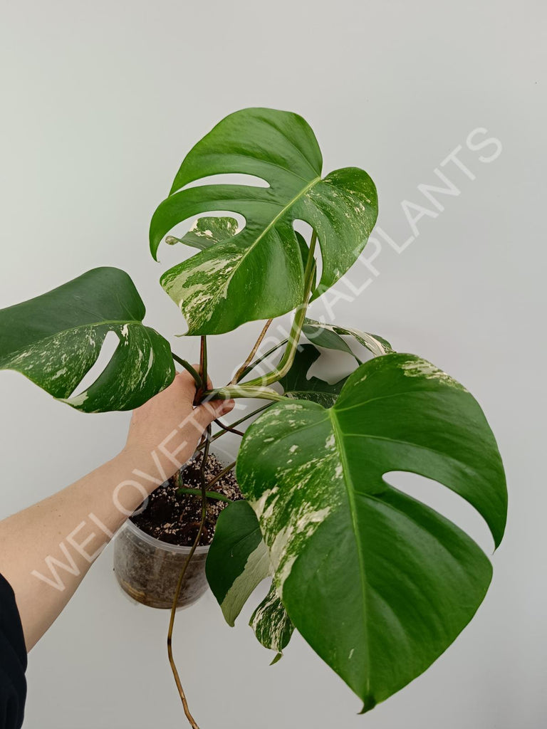 Monstera variegata albo