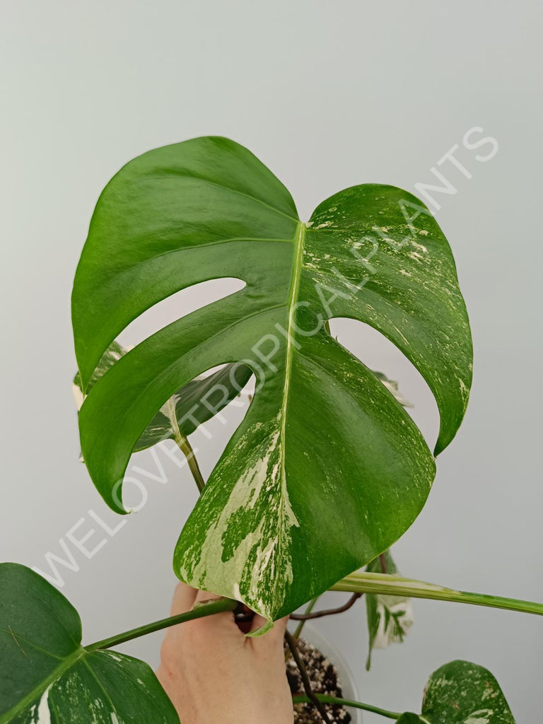 Monstera variegata albo