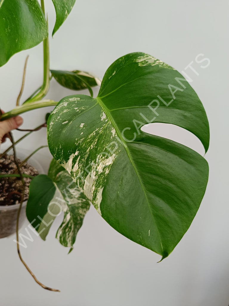 Monstera variegata albo